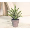 Homegifo Potted Icy Pine 7"