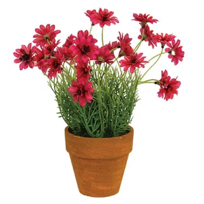 Homegifo Potted Star Daisy Pink