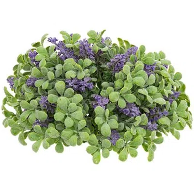 Homegifo Purple Sage Boxwood Half Sphere In Green