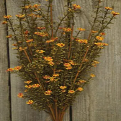 Homegifo Rust Astilbe Bush - 21" In Multi