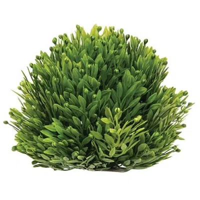 Homegifo Seed Head Half Sphere 5.5" In Green