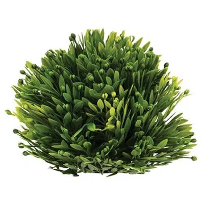 Homegifo Seed Head Half Sphere 6" In Green