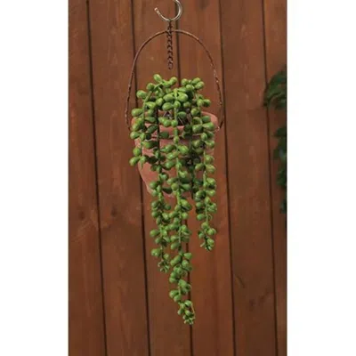 Homegifo Succulent Strand 13.75" L In Green