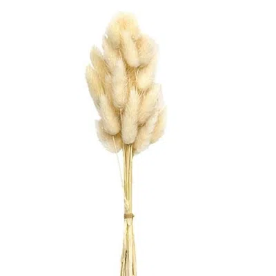 Homegifo *wispy Dried Bunny Tail Grass Bundle 25 Stems Cream In Blue