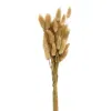 Homegifo *wispy Dried Bunny Tail Grass Bundle 25 Stems Natural