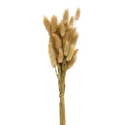 Homegifo *wispy Dried Bunny Tail Grass Bundle 25 Stems Natural In Neutral