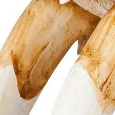 Homezia Authentic Replica Sabertooth Skull Sculpture In Brown