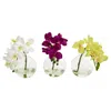 Homplanti 10" Phalaenopsis Pot (set Of 3)