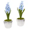Homplanti 13" Hyacinth Arrangement In White Vase (set Of 2)