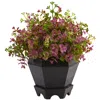 Homplanti 13" Sedum And Eucalyptus Plant With Planter