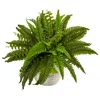 Homplanti 14" Boston Fern In White Planter
