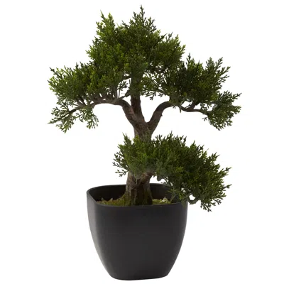 Homplanti 15" Cedar Bonsai