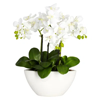 Homplanti 15 Phalaenopsis W/white Vase