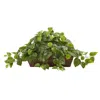 Homplanti 15" Pothos W/ledge Basket