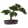 Homplanti 16" Cedar Bonsai Tree