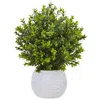 Homplanti 17" Boxwood In White Vase (indoor/outdoor)