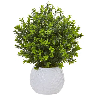 Homplanti 17" Boxwood In White Vase (indoor/outdoor)