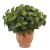 Homplanti 17" Pothos In Terracotta Planter