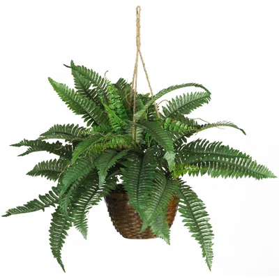 Homplanti 18" Boston Fern Hanging Basket
