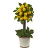 Homplanti 18" Lemon Ball Topiary