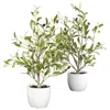 Homplanti 18" Olive Tree W/vase (set Of 2)
