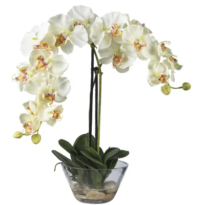 Homplanti 18" Phalaenopsis W/glass Vase - White