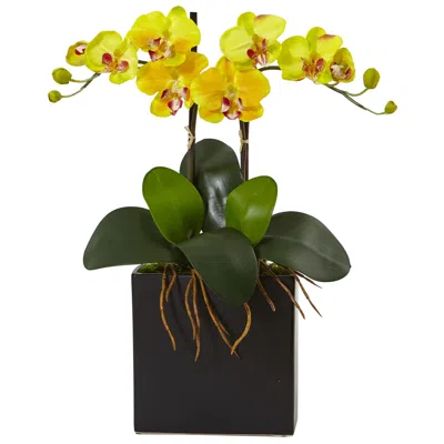 Homplanti 18.5" Double Mini Phalaenopsis In Black Vase Yellow