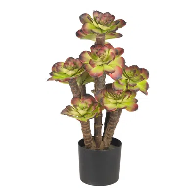 Homplanti 19.5" Echeveria Plant