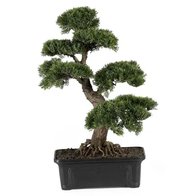 Homplanti 2' Cedar Bonsai Tree