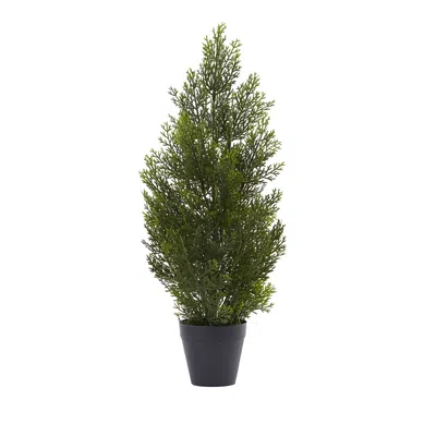 Homplanti 2' Mini Cedar Pine Tree (indoor/outdoor)