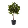 Homplanti 2' Sweet Bay Mini Ball Topiary W/259 Lvs