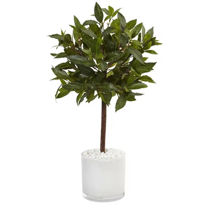 Homplanti 2' Sweet Bay Tree In White Cylinder