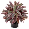 Homplanti 20" Caladium In Black Glossy Planter