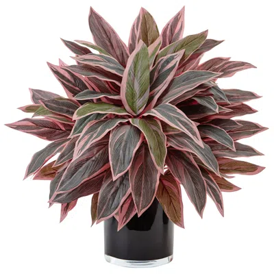 Homplanti 20" Caladium In Black Glossy Planter