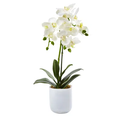 Homplanti 20'' Phalaenopsis Orchid In Frosted Glass