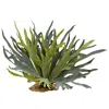 Homplanti 21" Staghorn Fern (set Of 2)