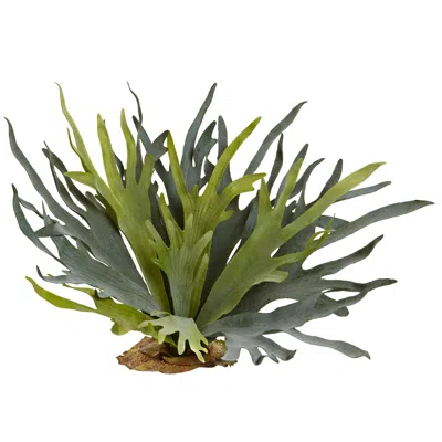 Homplanti 21" Staghorn Fern (set Of 2)
