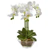 Homplanti 22" Triple Phalaenopsis Orchid In Glass Vase