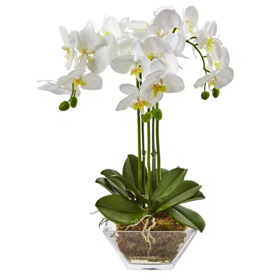 Homplanti 22" Triple Phalaenopsis Orchid In Glass Vase
