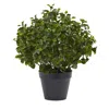 Homplanti 23" Peperomia Plant Uv Resistant (indoor/outdoor)