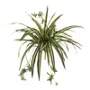 Homplanti 23" Spider Plant Bush (set Of 4)