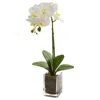 Homplanti 24" Orchid Phalaenopsis Artificial Arrangement In Vase
