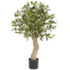 Homplanti 2.5' Olive Tree W/690 Lvs & 43 Berries