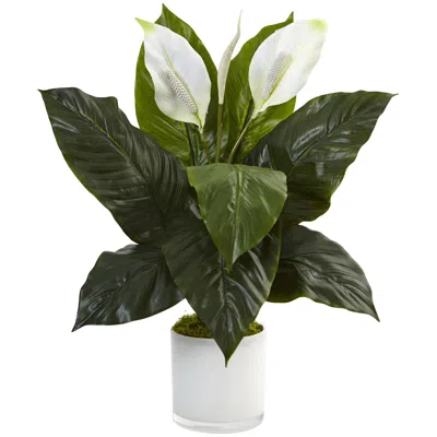 Homplanti 26" Spathifyllum In Glossy Glass Planter