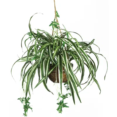 Homplanti 27 Inch Spider Hanging Basket In Green