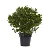 Homplanti 28" Peperomia Plant Uv Resistant (indoor/outdoor)