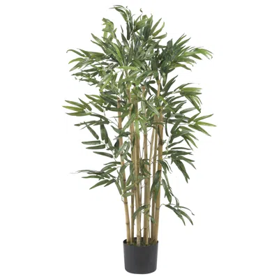 Homplanti 3' Multi Bambusa Bamboo Tree W/500 Lvs