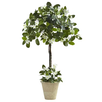 Homplanti 3' Stephanotis Topiary W/planter