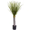 Homplanti 3' Yucca W/699 Lvs