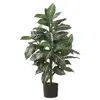 Homplanti 3' Zebra Silk Plant